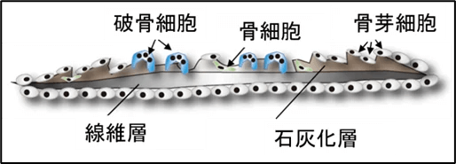 魚のウロコの模式図：魚のウロコは石灰化した骨基質の上に骨芽細胞と破骨細胞、さらに骨細胞が共存し、ヒトの骨と同じように骨代謝を行っている。